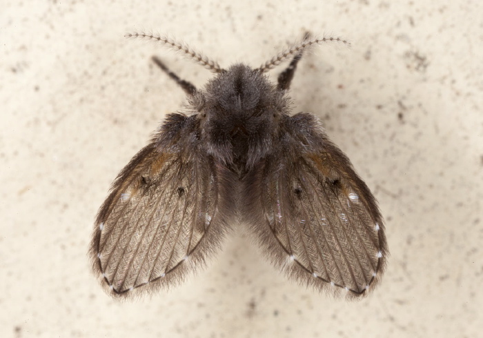 Clogmia albipunctata Psychodidae