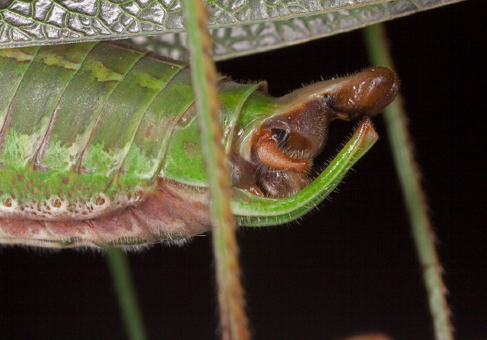 Scudderia fasciata Tettigoniidae