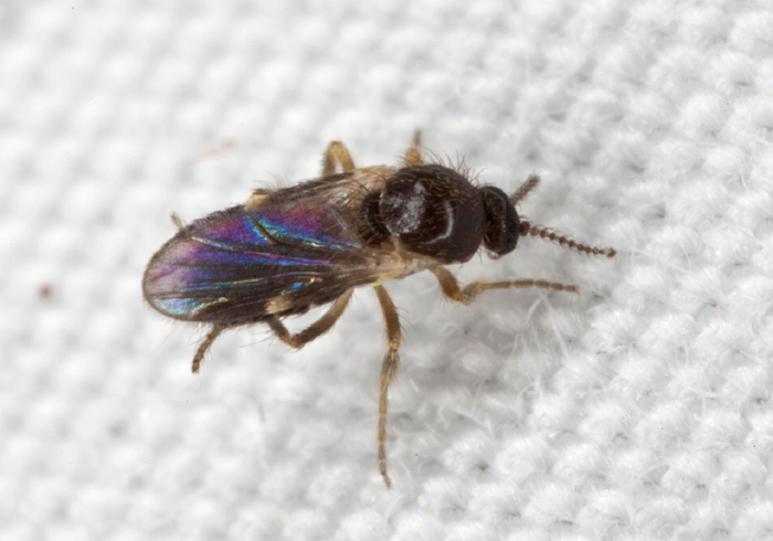 Forcipomyia sp. Ceratopogonidae
