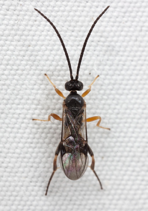   Braconidae