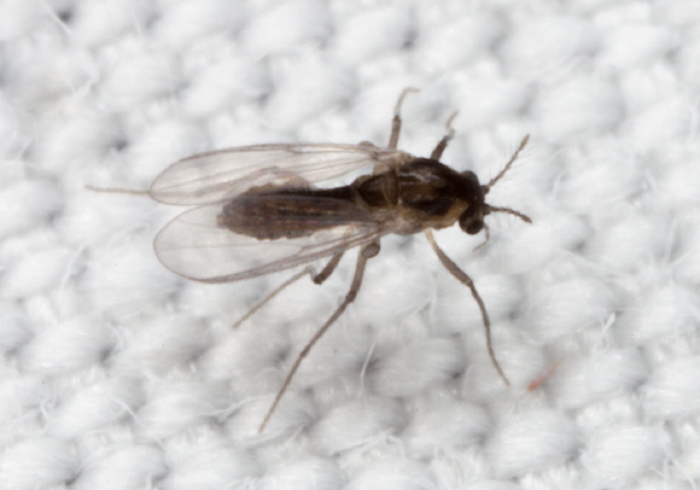   Chironomidae