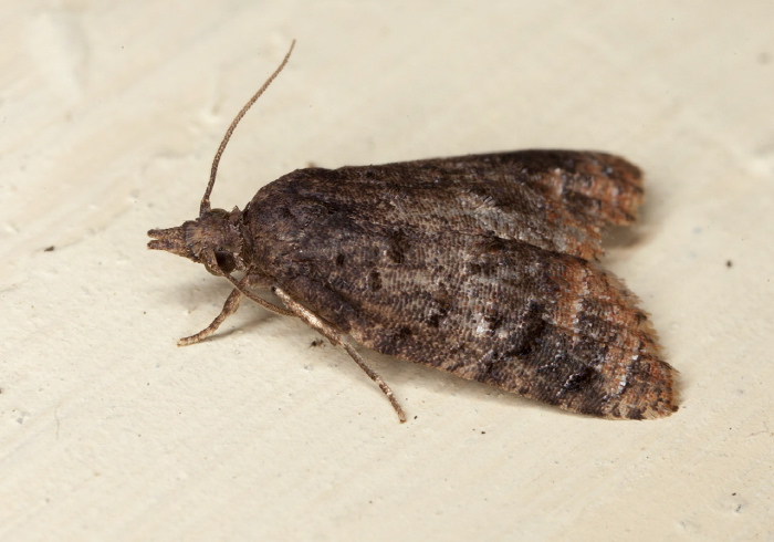 cf. Platynota semiustana Tortricidae