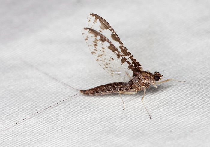 Callibaetis ferrugineus ferrugineus Baetidae