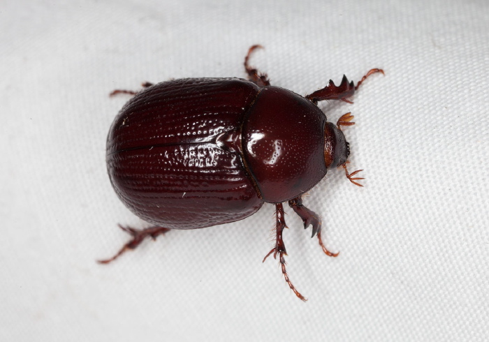 Aphonus sp. Scarabaeidae