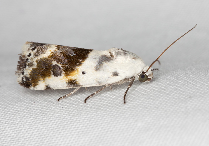 Ponometia candefacta Noctuidae