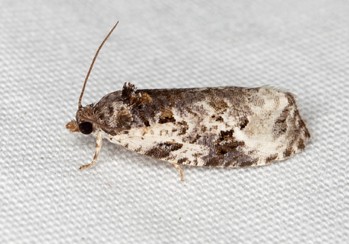 Apotomis albeolana Tortricidae