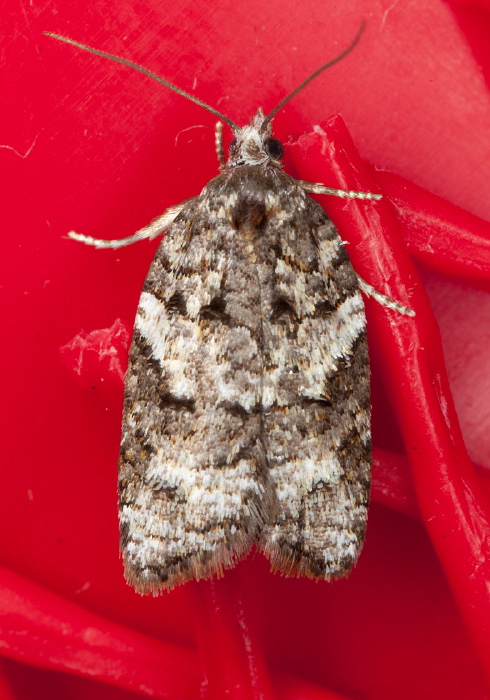 Acleris variana Tortricidae