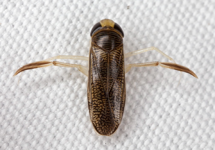 Trichocorixa sexcincta? Corixidae