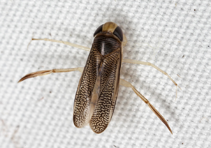 Trichocorixa sexcincta? Corixidae