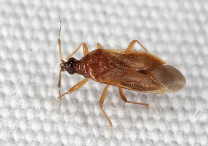 Amphiareus obscuriceps? Anthocoridae