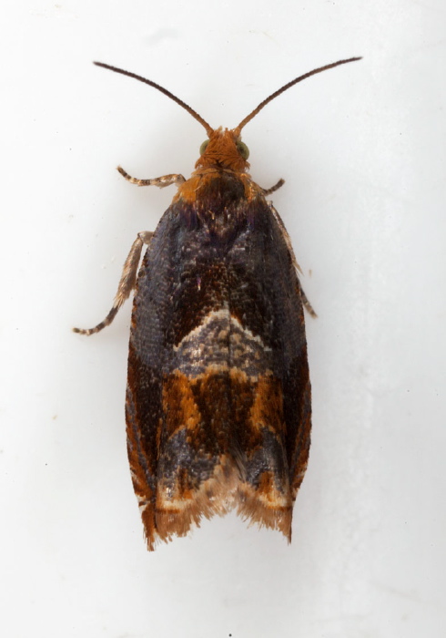 Ancylis muricana Tortricidae