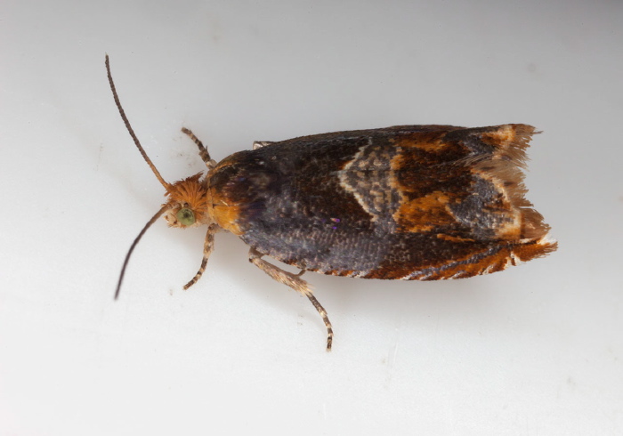 Ancylis muricana Tortricidae