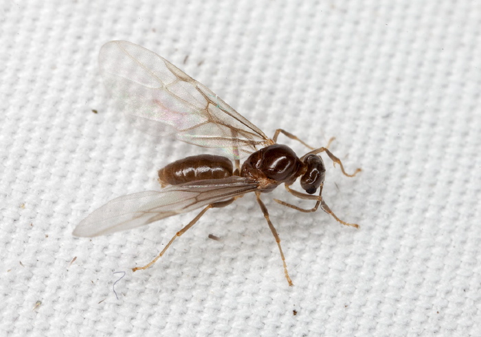 Lasius sp. Formicidae