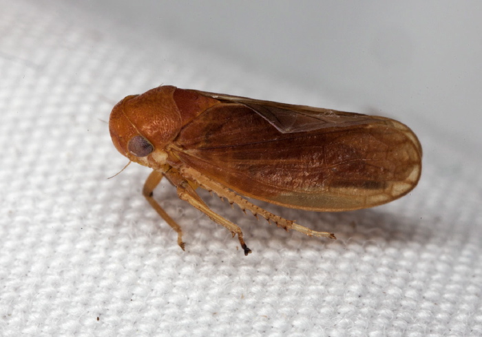 Oncopsis sobria Cicadellidae