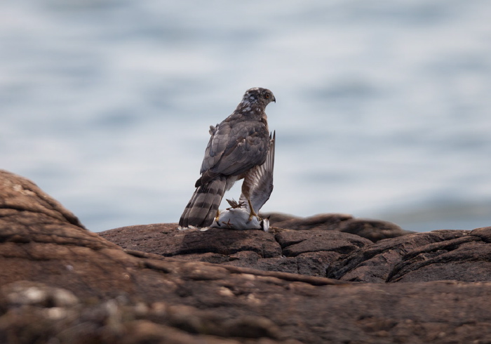 Accipiter cooperii Accipitridae