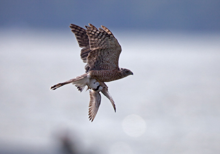 Accipiter cooperii Accipitridae