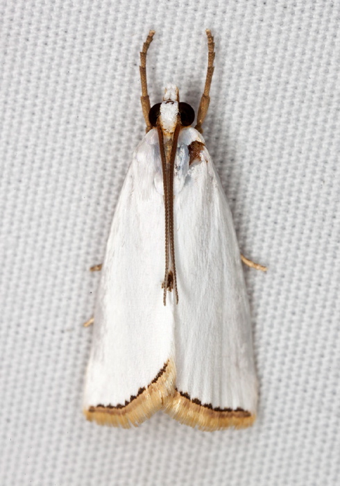 Urola nivalis Crambidae