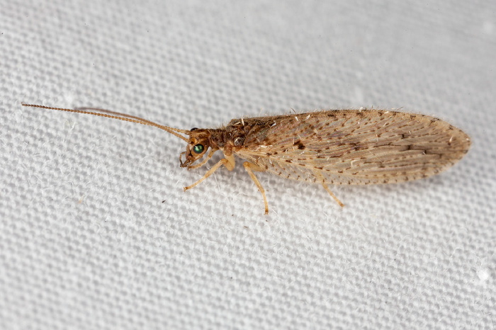 Micromus subanticus? Hemerobiidae