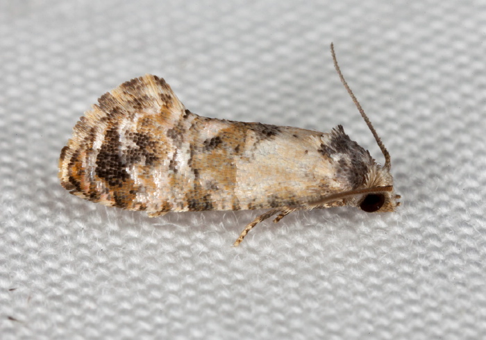 Cochylis hoffmanana? Tortricidae