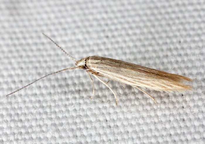 Coleophora benestrigatella? Coleophoridae