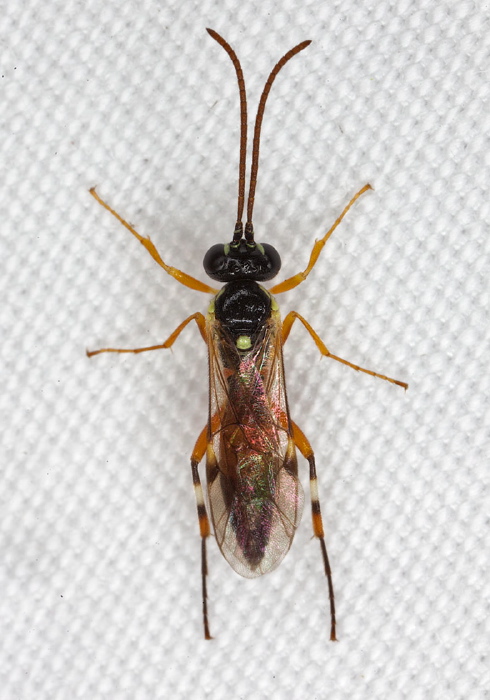 Diplazon laetatorius Ichneumonidae