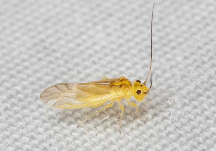 Valenzuela flavidus Caeciliusidae