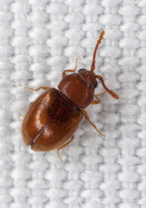 Atomaria (Anchicera) lewisi Cryptophagidae