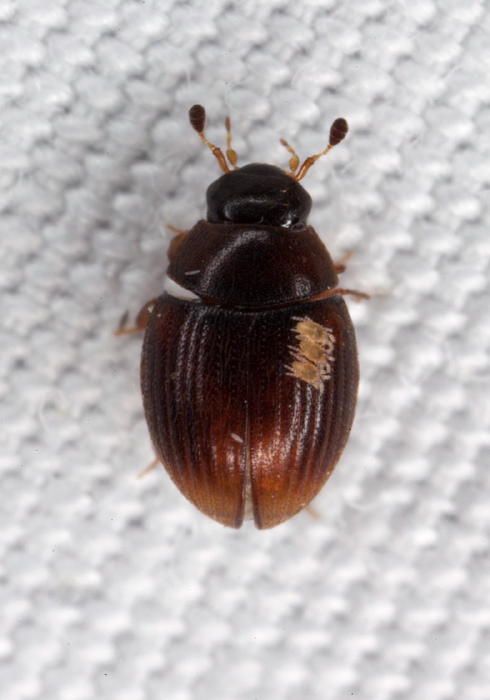 Cryptopleurum sp. Hydrophilidae