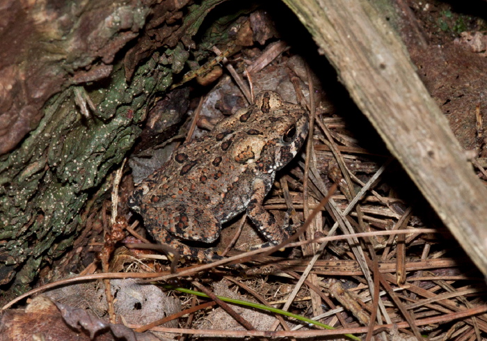 Anaxyrus fowleri Bufonidae