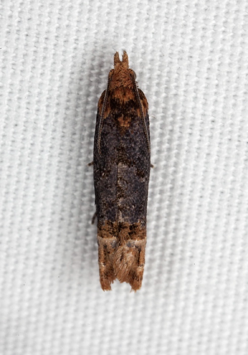 Phaneta ochroterminana Tortricidae