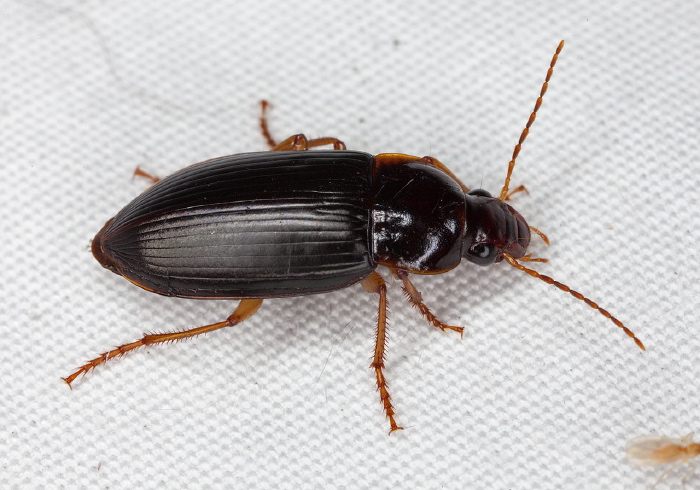 Harpalus pensylvanicus Carabidae