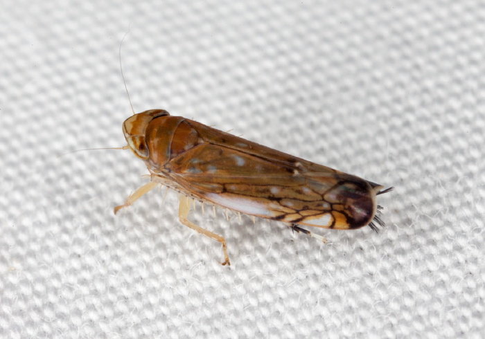 Scaphoideus camurus? Cicadellidae