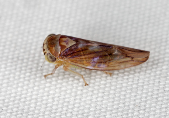 Idiocerus formosus? Cicadellidae