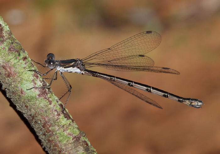 Lestes congener Lestidae