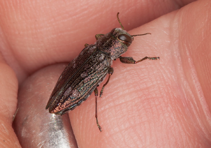 Chrysobothris femorata Buprestidae