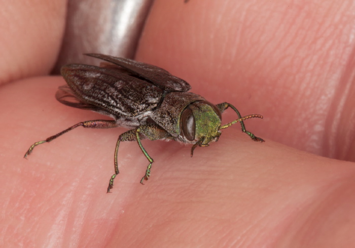 Chrysobothris femorata Buprestidae