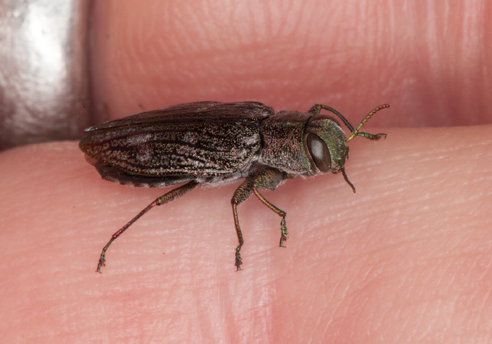 Chrysobothris femorata Buprestidae