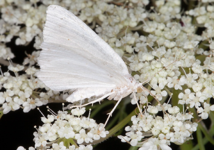 Eugonobapta nivosaria Geometridae