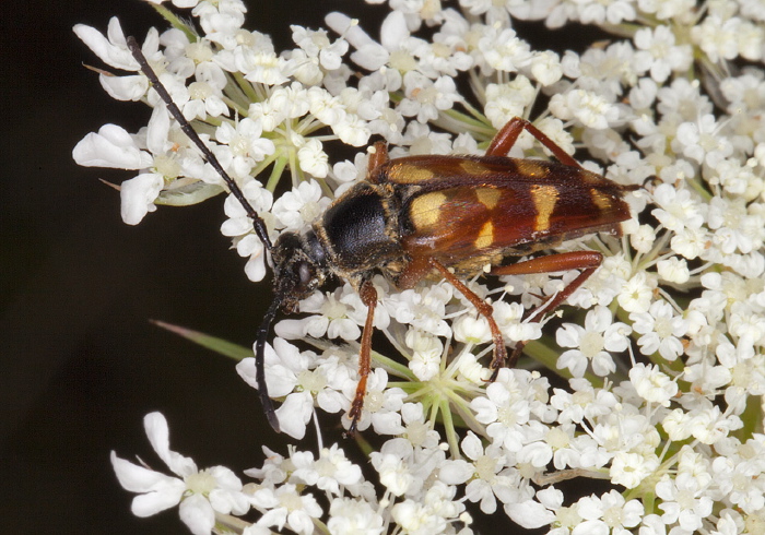 Typocerus velutinus Cerambycidae