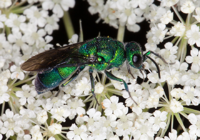 Chrysis sp. Chrysididae