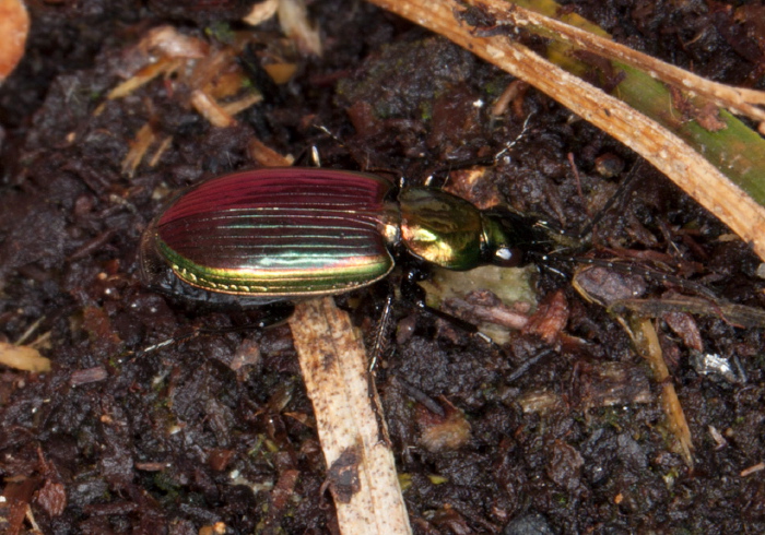Agonum (Olisares) cupripenne Carabidae