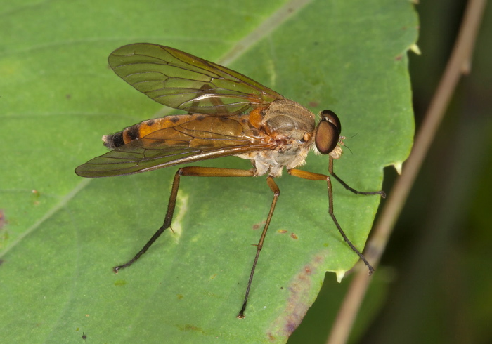 Rhagio tringarius Rhagionidae