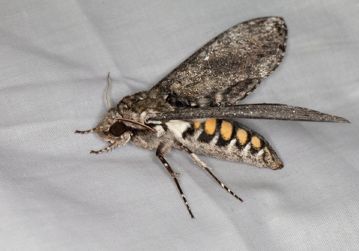 Manduca sexta Sphingidae