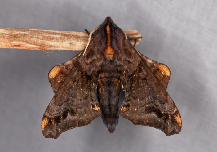 Paonias myops Sphingidae