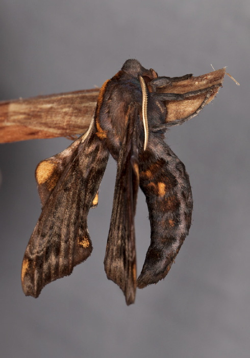 Paonias myops Sphingidae