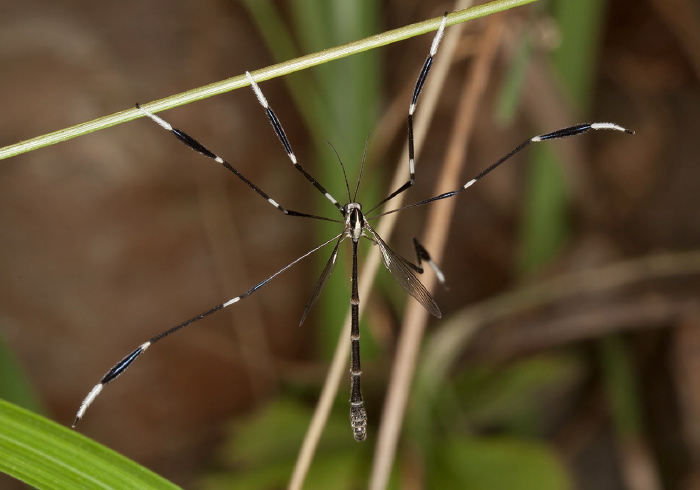 Bittacomorpha clavipes Ptychopteridae