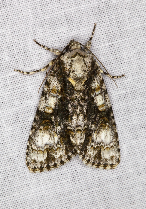 Acronicta superans Noctuidae