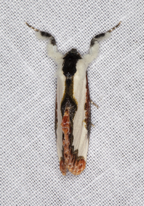 Eudryas unio Noctuidae