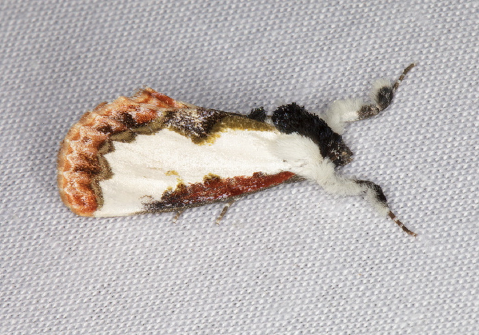 Eudryas unio Noctuidae