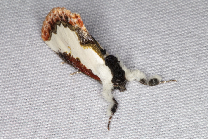 Eudryas unio Noctuidae